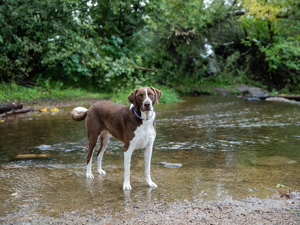 Top 5 Dog Friendly Hikes in Boulder