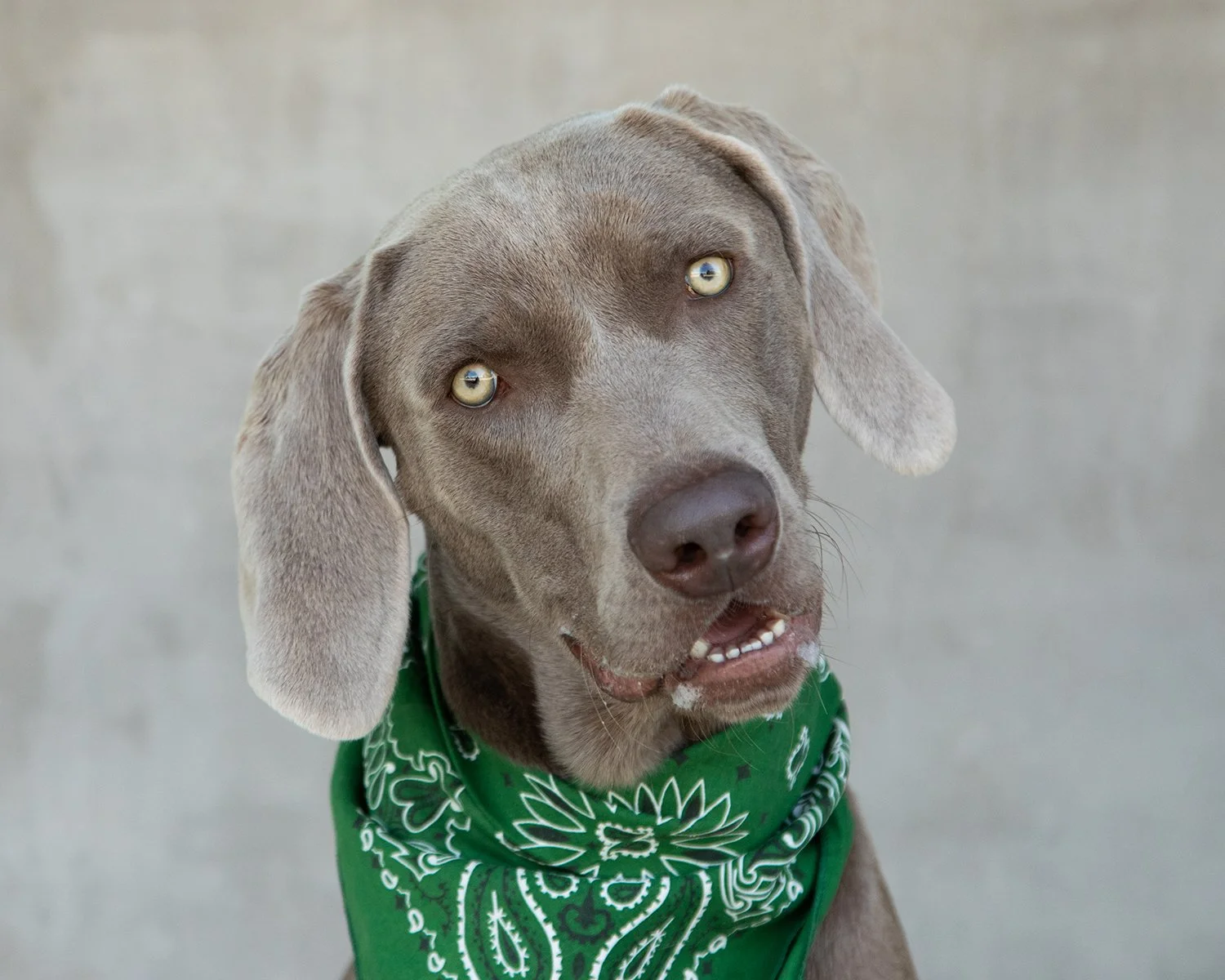 Shelter Dog Photography