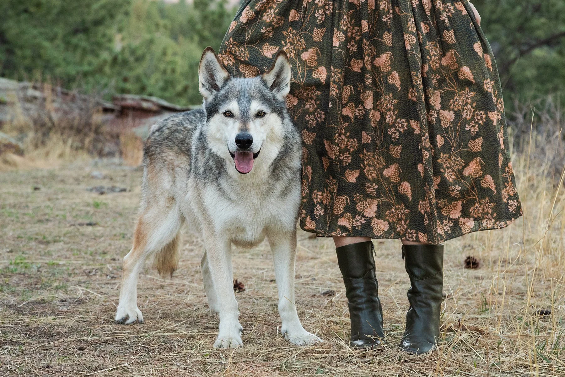 dog standing by person in woods in boulder colorado