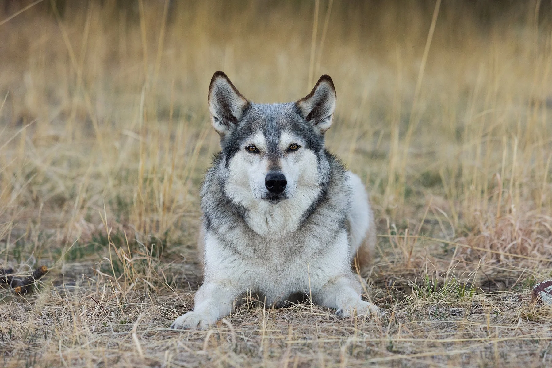 dog in tall grass in boulder colorado