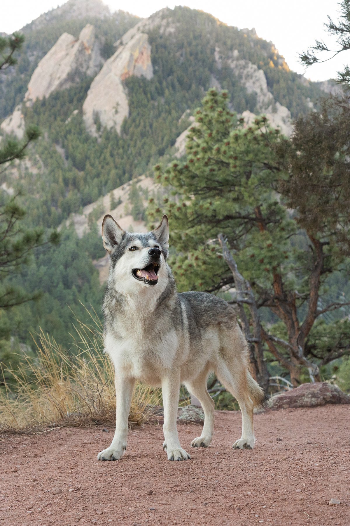 dog in front of trees and mountains at NCAR in Boulder Colorado