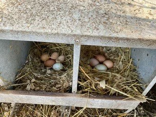 EGGS.jpg