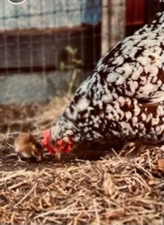 chickenandchick.jpg
