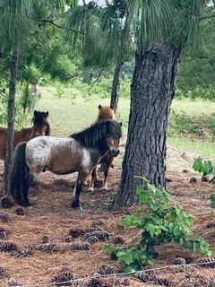 Macho Man
One of the two minis that came to us from a semi-neglect situation. Friends of ours called us about their neighbor's mini horses that they no longer wanted. When I went to see them, I saw that the owners were trying to care for them, but fo