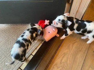 Piggies