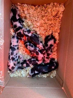 box of oreo cookies.jpg