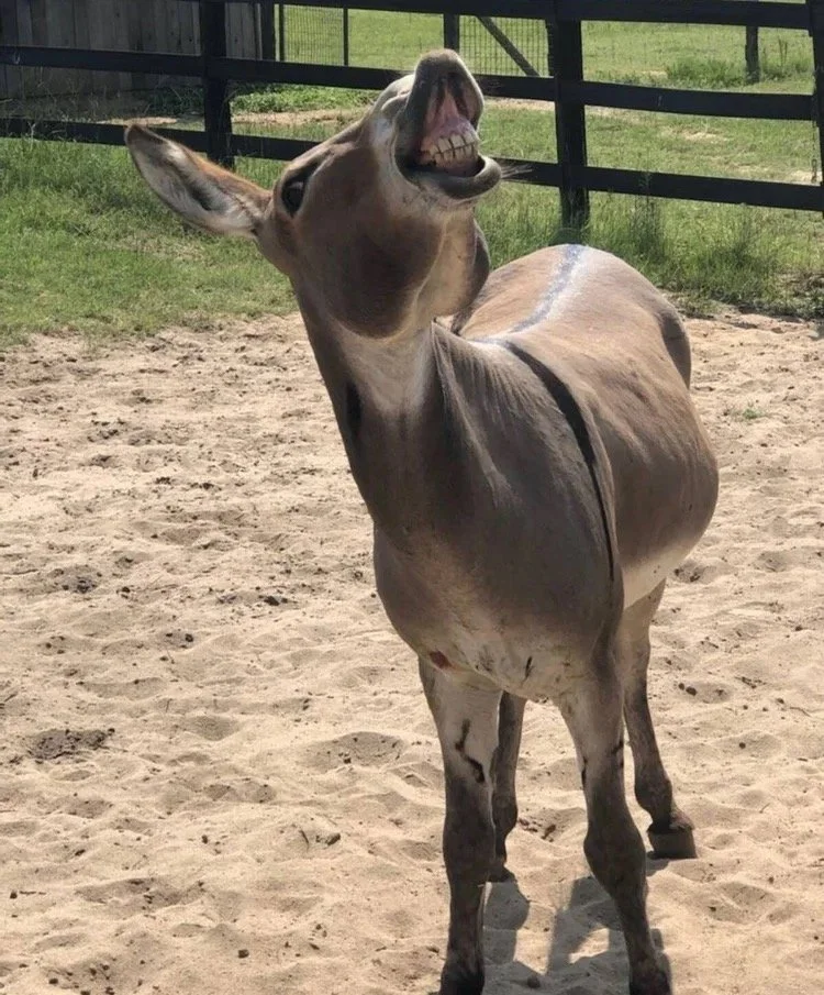 Nester – Donkey | 
Nester came to us through a family connection when his owner, aging and in poor health, could no longer care for his animals. Along with other rescues, Nester needed a safe place to land, and he has since become one of the farm’s m