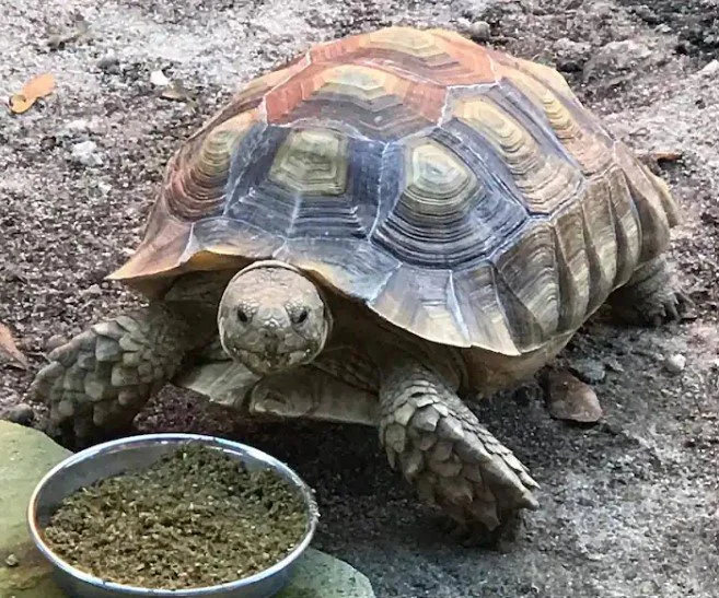 KISCO – Sulcata Tortoise
Kisco is one of the few on our property that is not a rescue animal.
Ever since I was a child I have been obsessed with turtles. They have always fascinated me. They have shown up many times in my life to give me signs of en