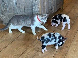 piglets3.jpeg