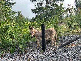 Jake – Mini Donkey
One day while looking on Craigslist for farm supplies, a photo of an adorable miniature donkey laying in the middle of a dirt road popped up. I clicked on it and saw that this beautiful guy was up for adoption. I was not in the ma