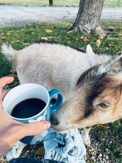 Goats2.jpg