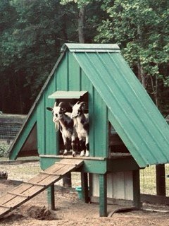goats in hut.jpg
