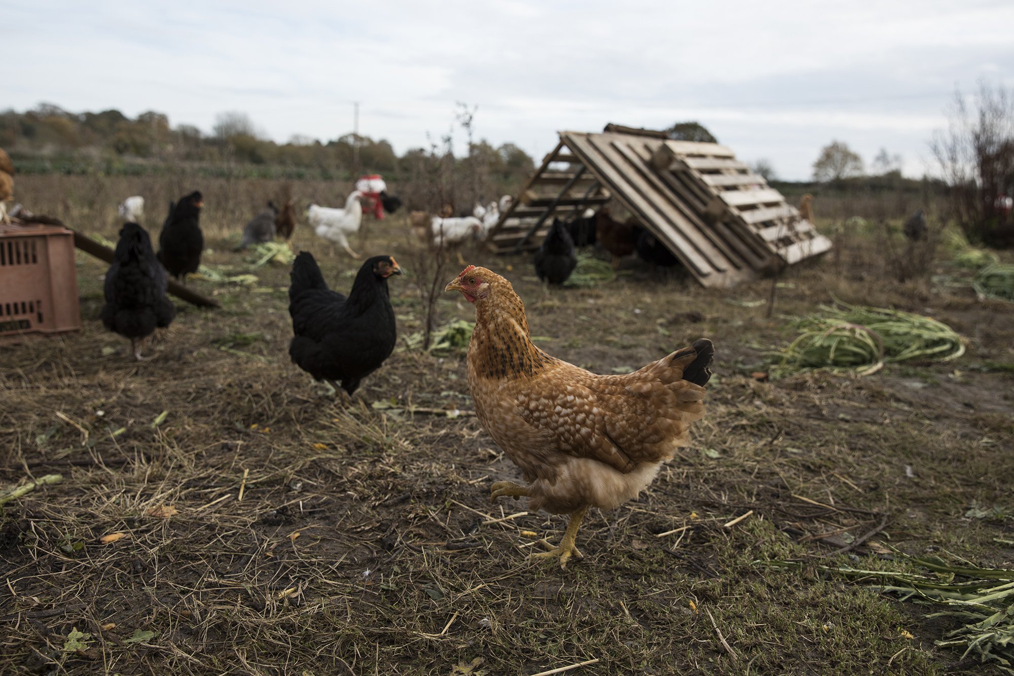 holt_farm_1 118 copy.jpg