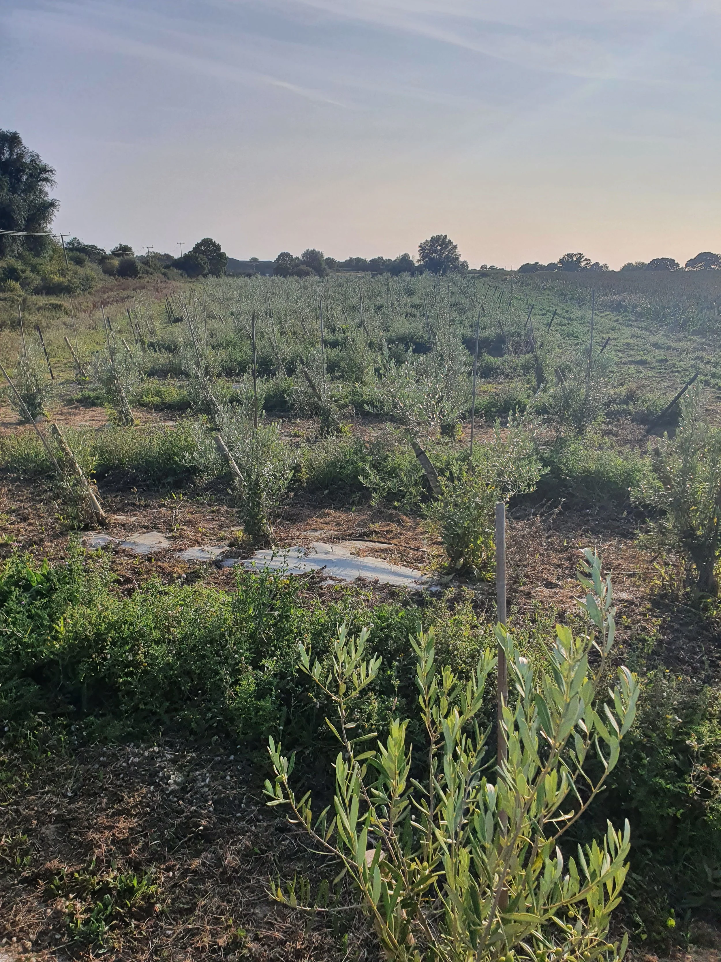 HOLT FARM OLIVES2.jpg