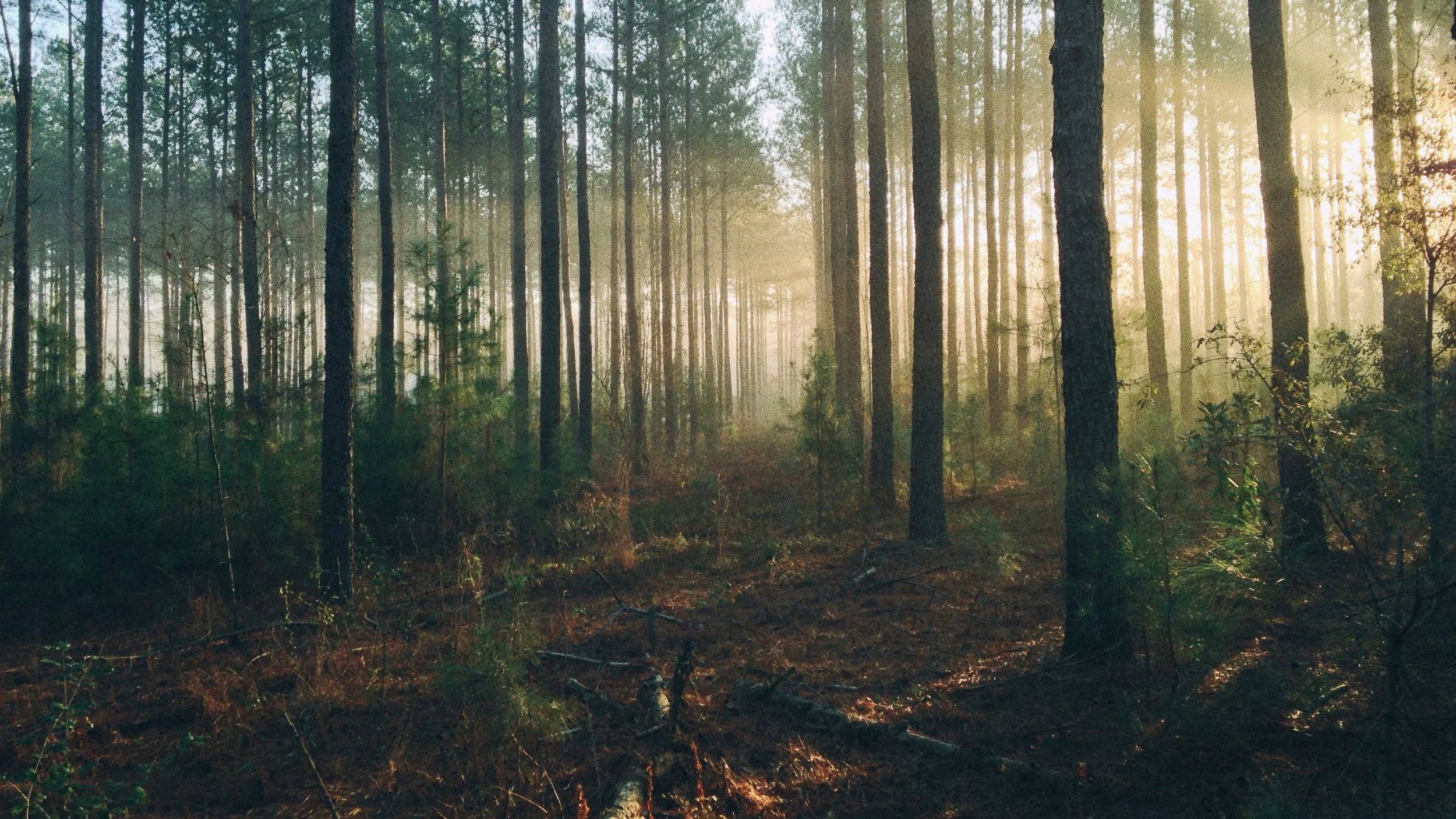 Roof Concept Development.jpg