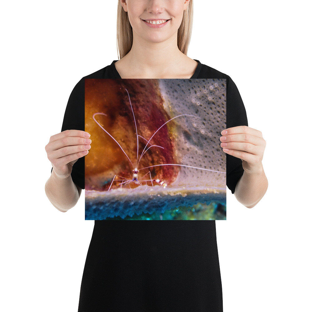 enhanced-matte-paper-poster-(in)-12x12-person-612559e81d710.jpg