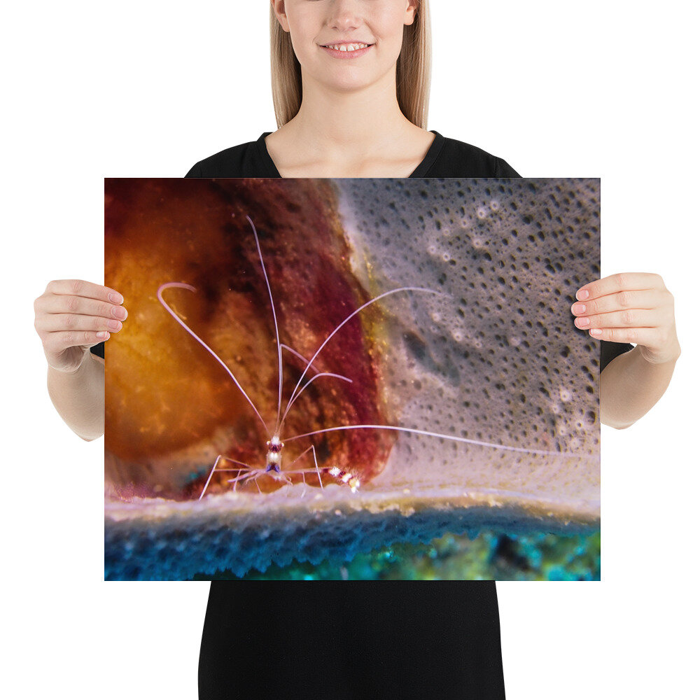enhanced-matte-paper-poster-(in)-16x20-person-612559e81db72.jpg