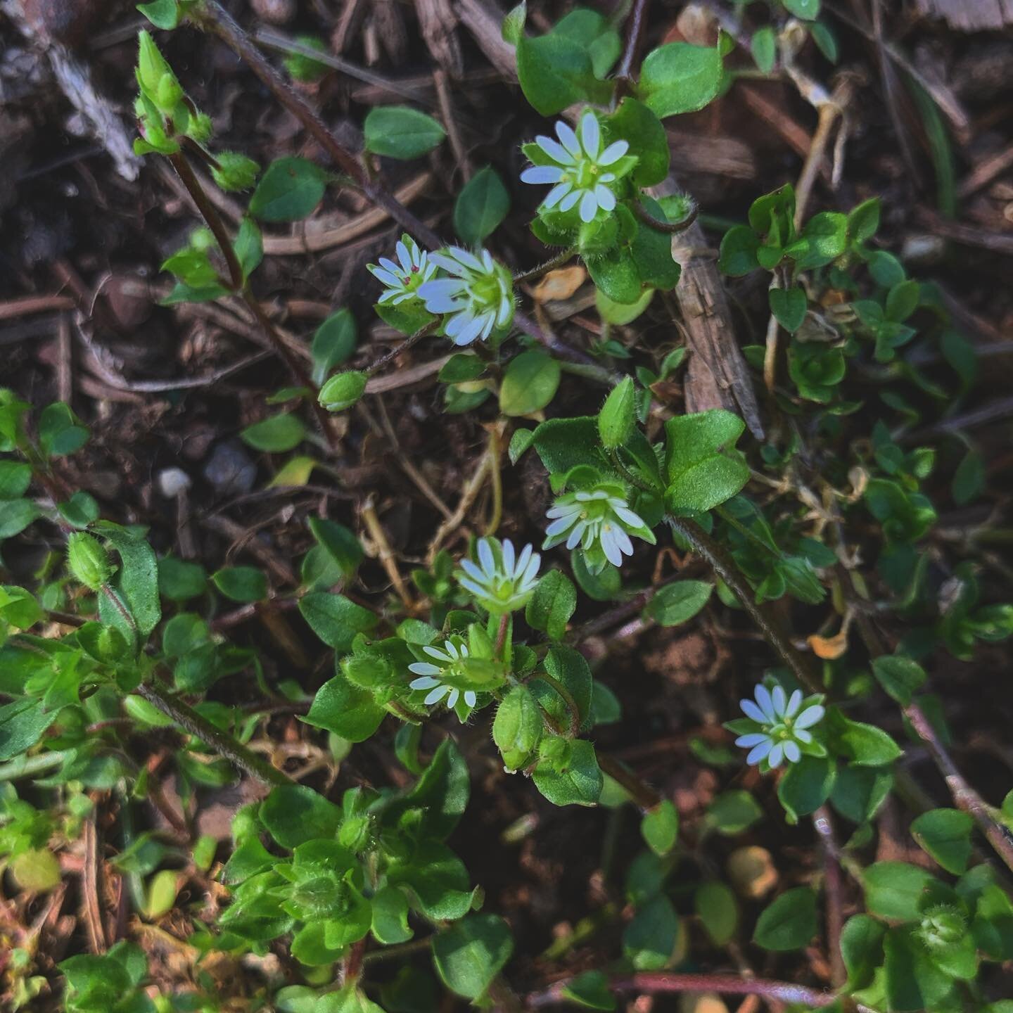 Look closely amongst the green around you 🌱. Can you spot these friends coming up around us? 

Gathered together. Miniature billowing hills, reminding me of the shire. Tiny happy flowers starting to arise. Moving flow of energy and emotion. Together