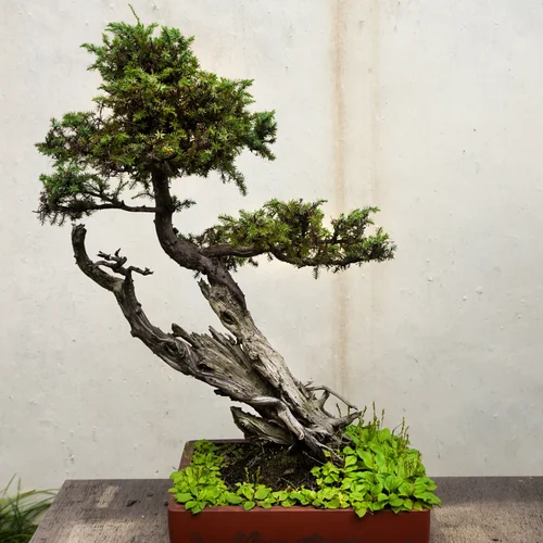 Bonsai for Beginners  Fernwood Botanical Garden
