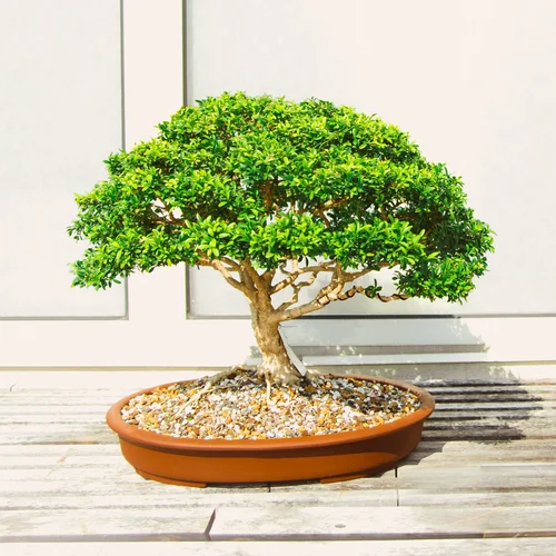 Bonsai for Beginners  Fernwood Botanical Garden