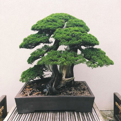 Bonsai for Beginners  Fernwood Botanical Garden