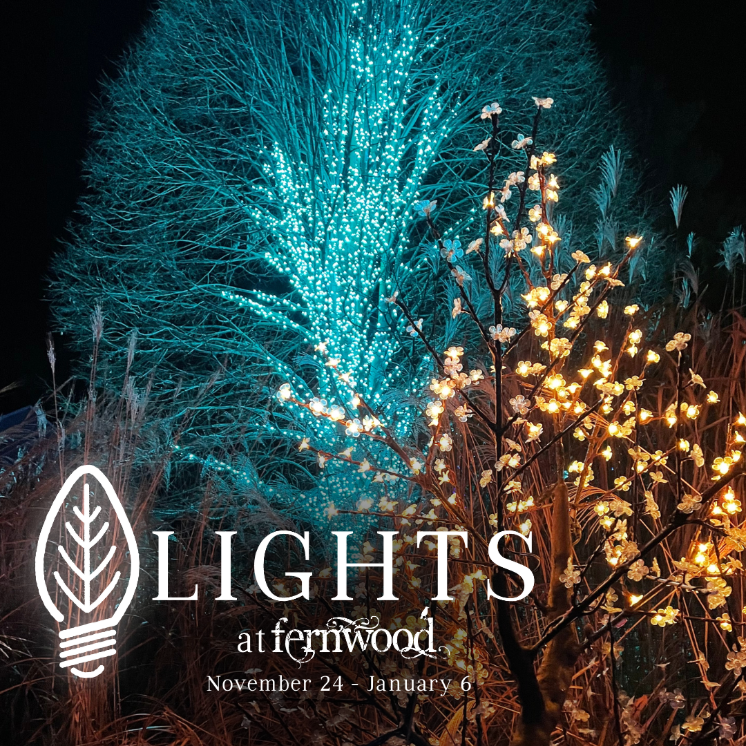 LIGHTS at Fernwood