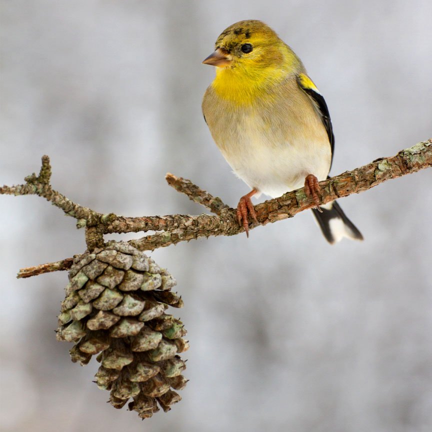 Backyard Bird Count 1.jpg