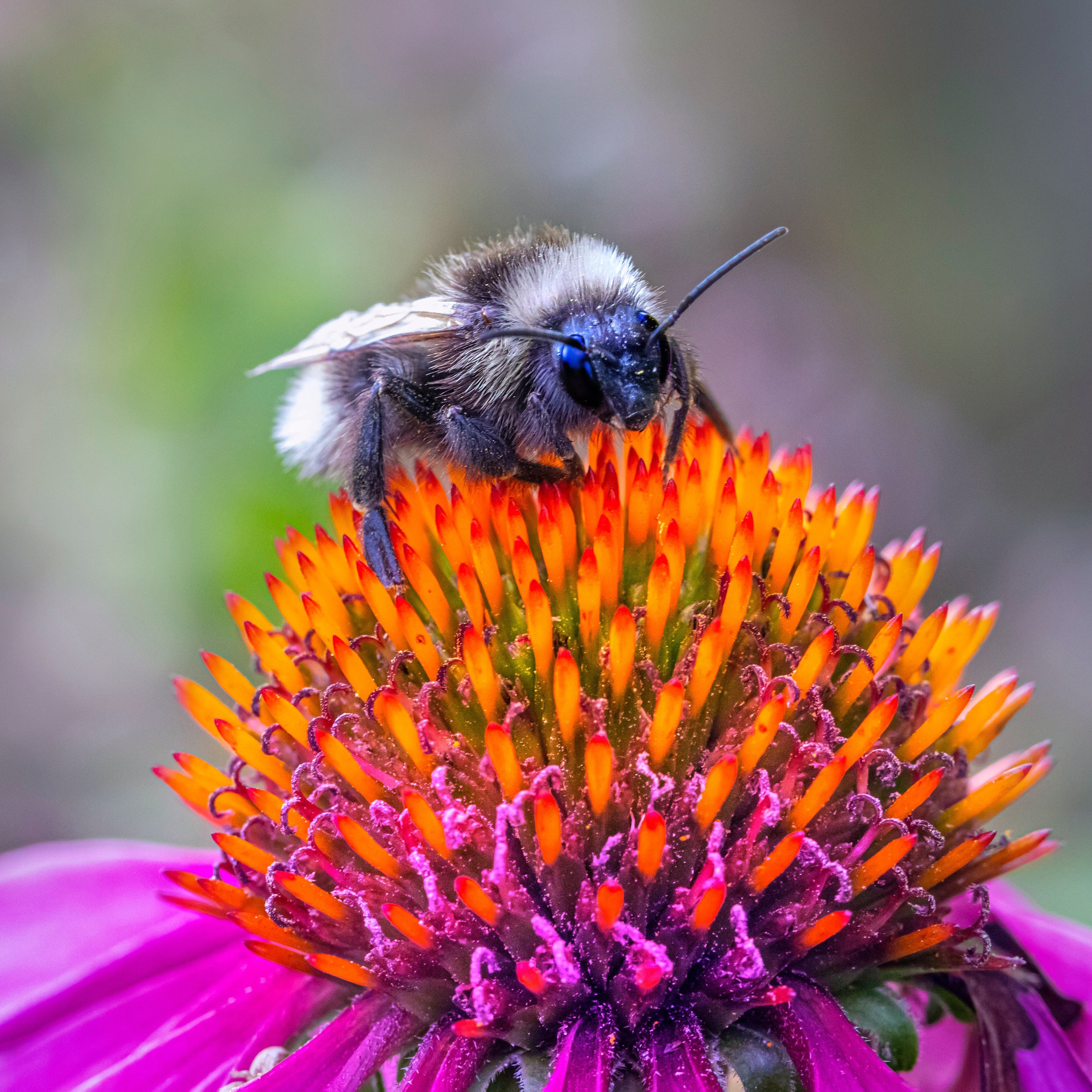 Pollinator Week 3.jpg