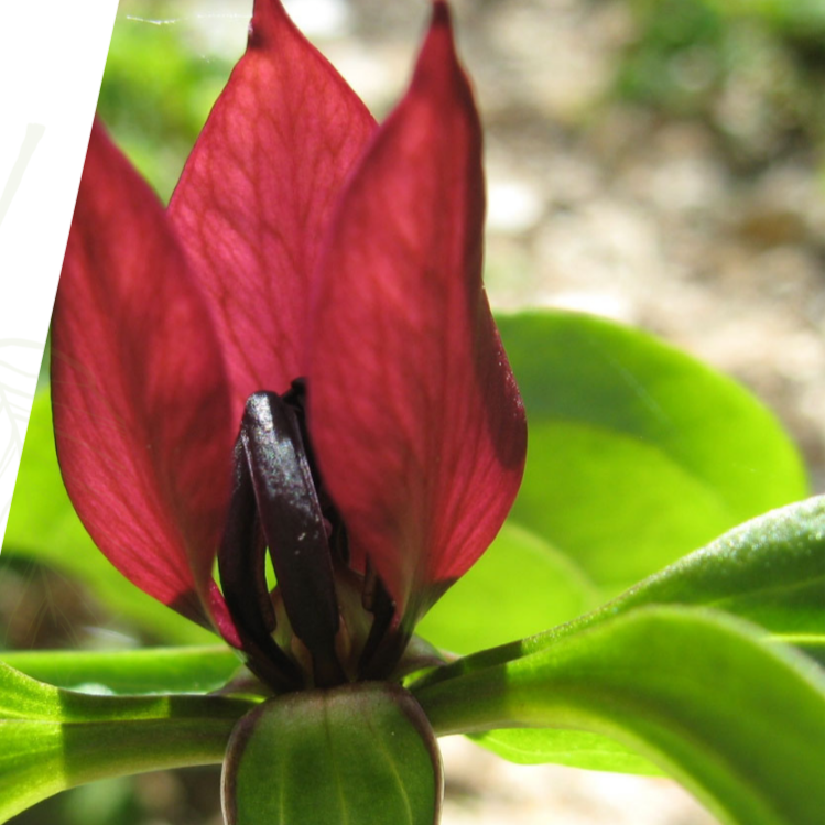 EARTH MONTH CELEBRATION - EPHEMERAL FAVORITES: NATIVE WILDFLOWER WALK