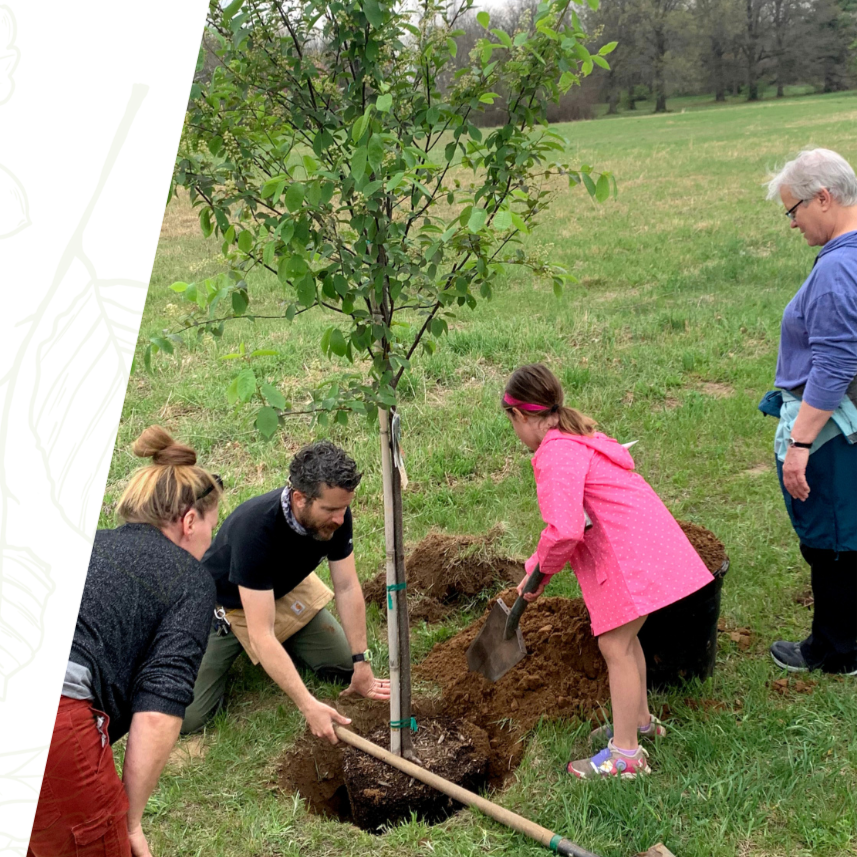 ARBOR DAY CELEBRATION - CEREMONIAL TREE PLANTING