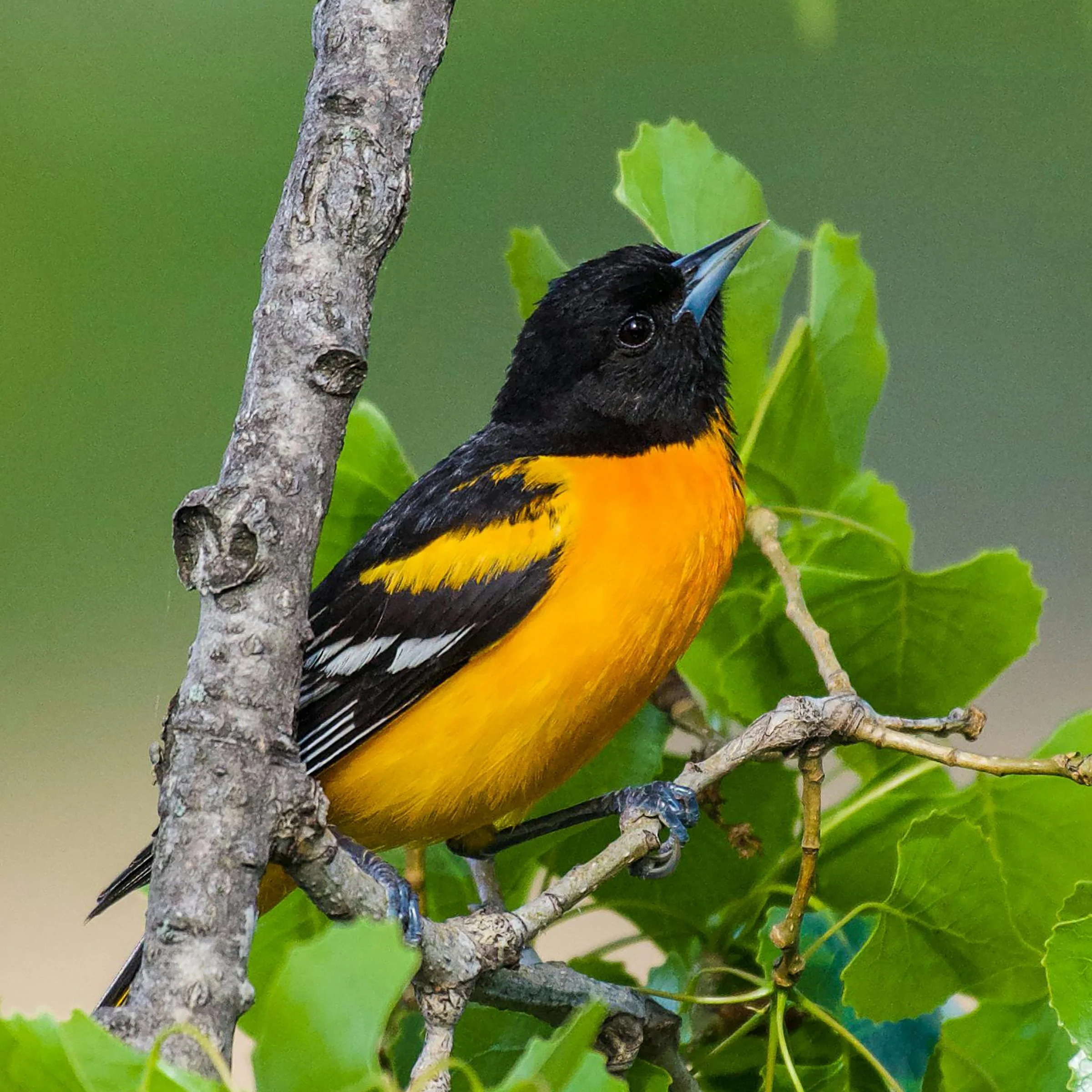 Migratory Bird Day 2.jpg