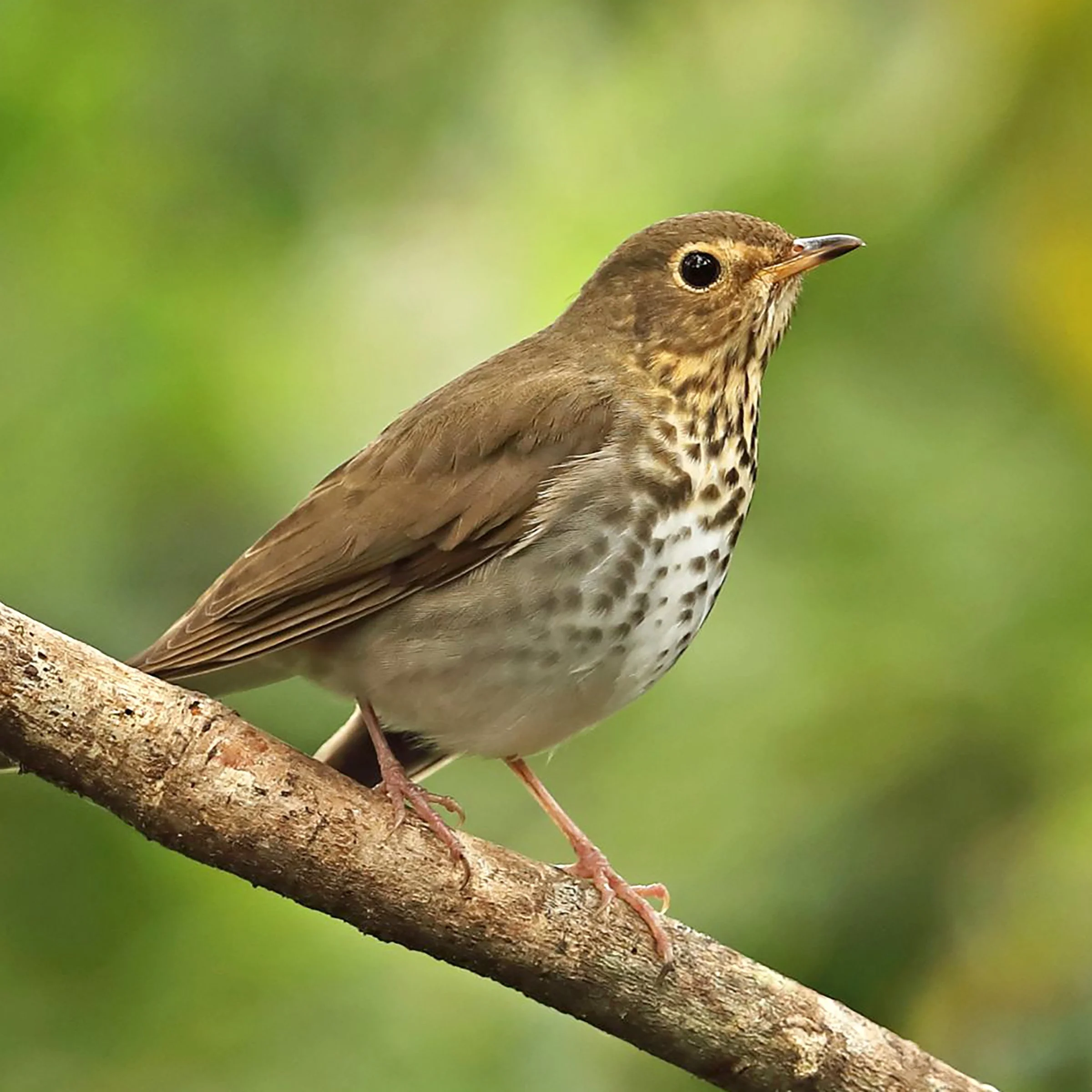 Migratory Bird Day 3.jpg