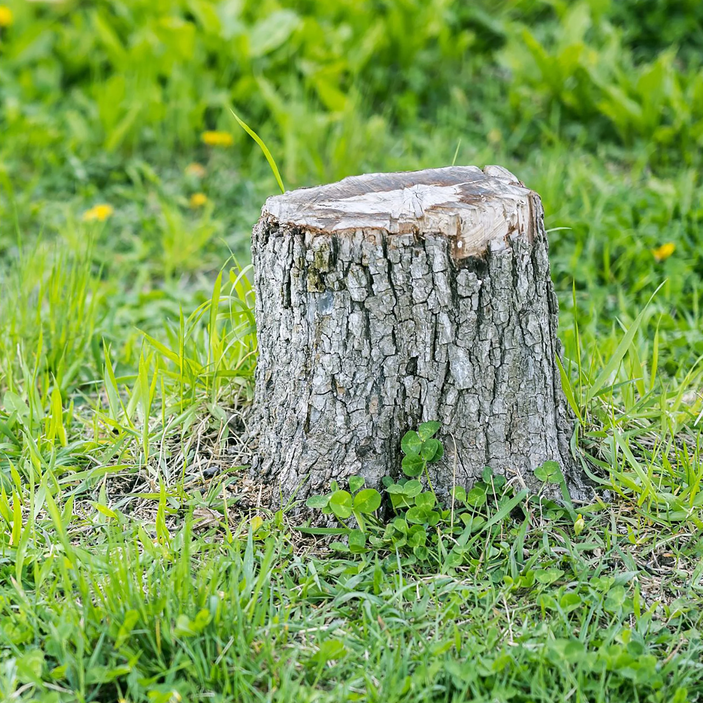 Tree Ring Prints 1.jpg
