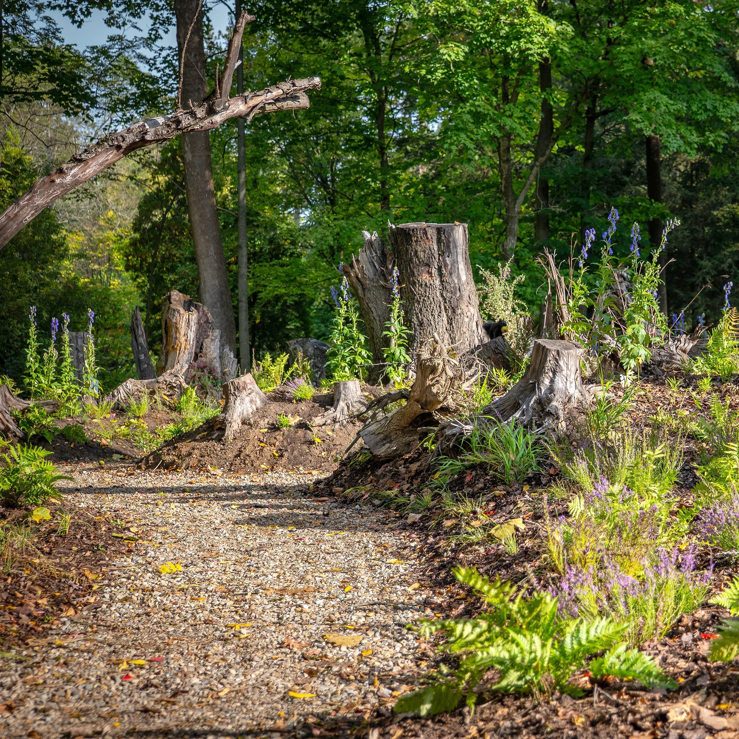 Tree Ring Prints 2.jpg
