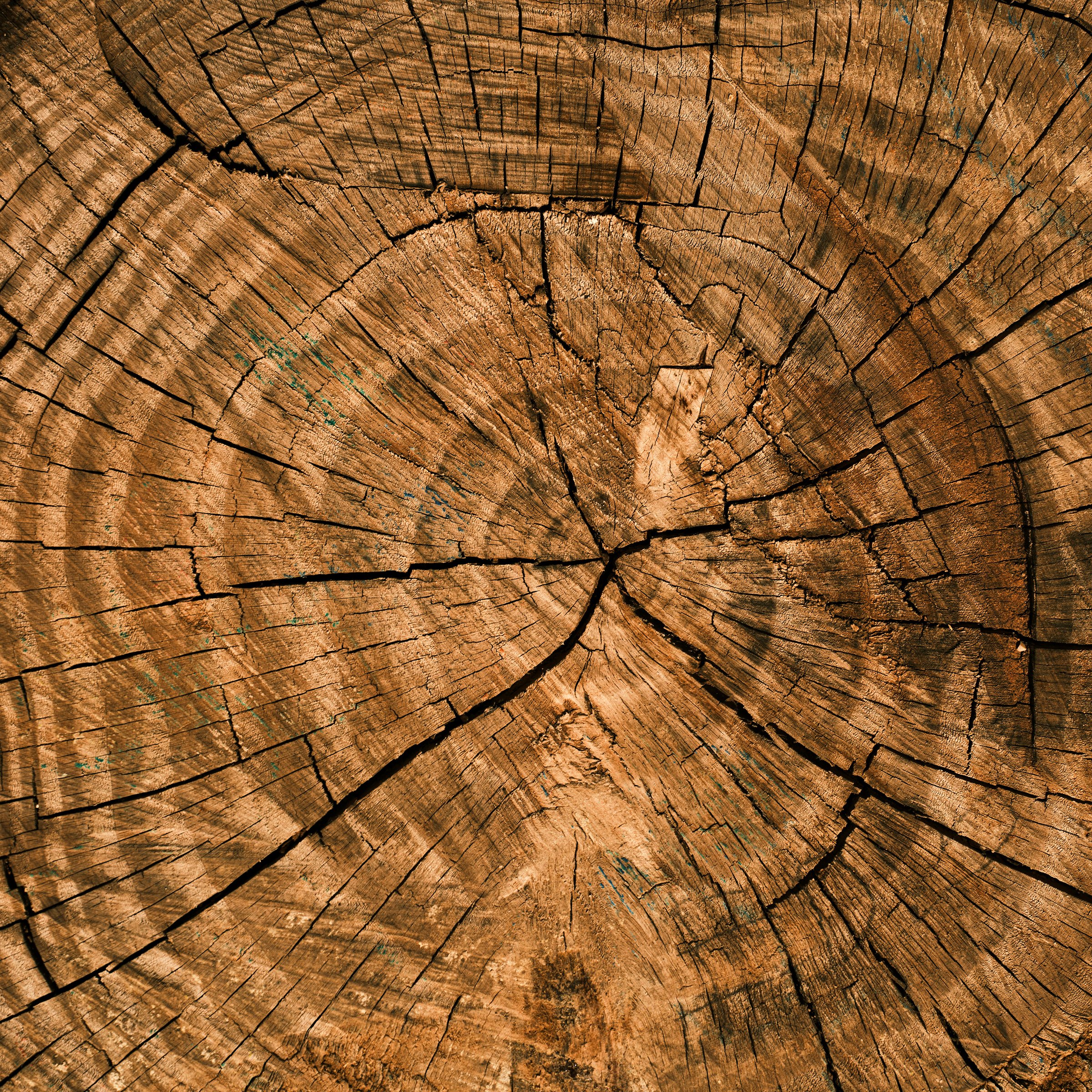 Tree Ring Prints 4.jpg