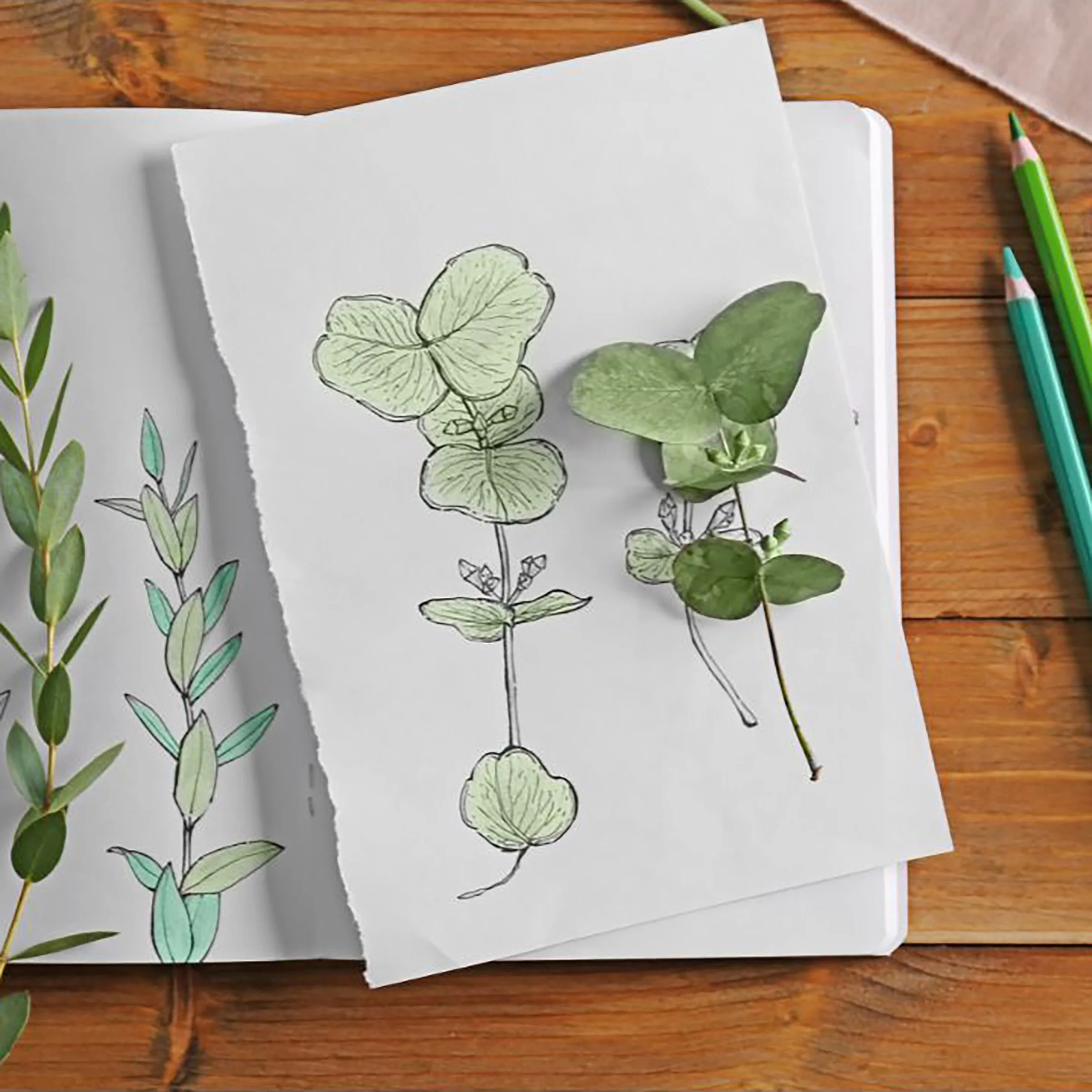 Nature Journaling 4.jpg