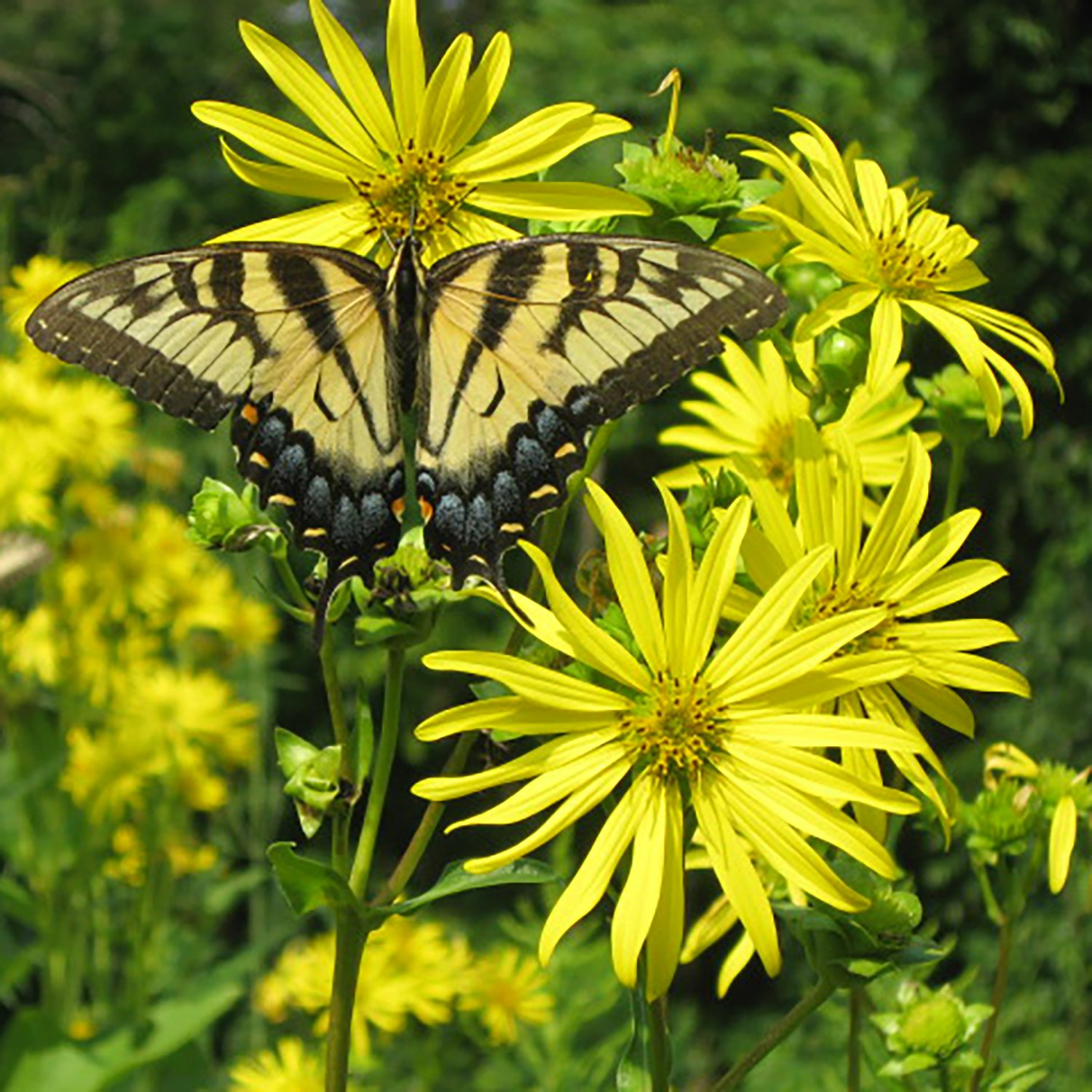 Tallgrass Prairie Tour 4.jpg