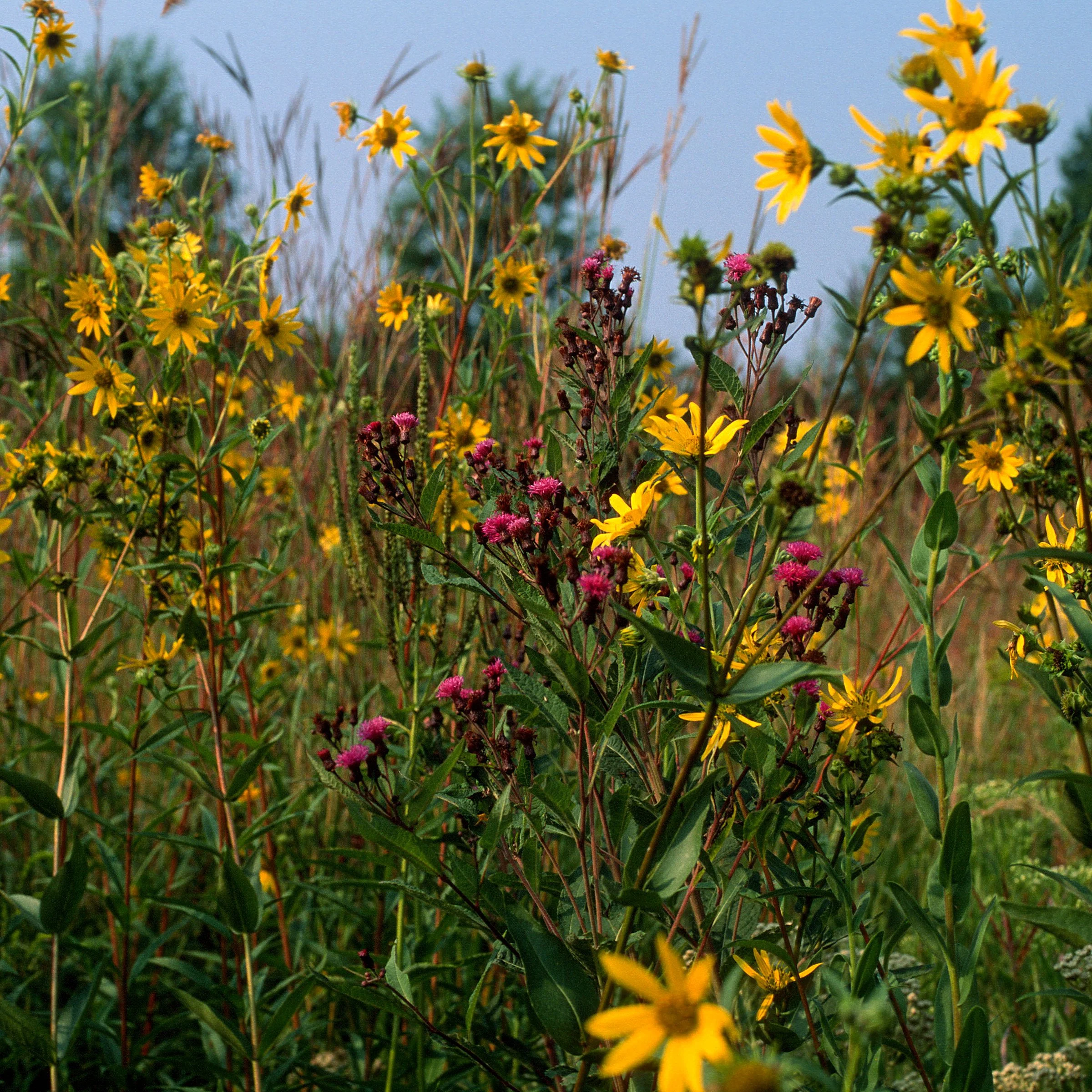 Tallgrass Prairie Tour 3.JPG