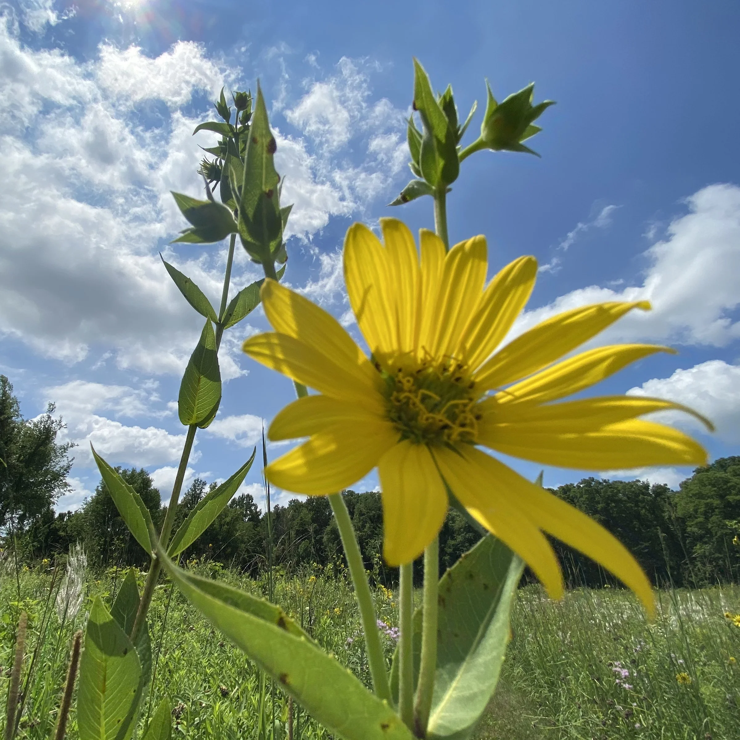 Tallgrass Prairie Tour 5.jpg