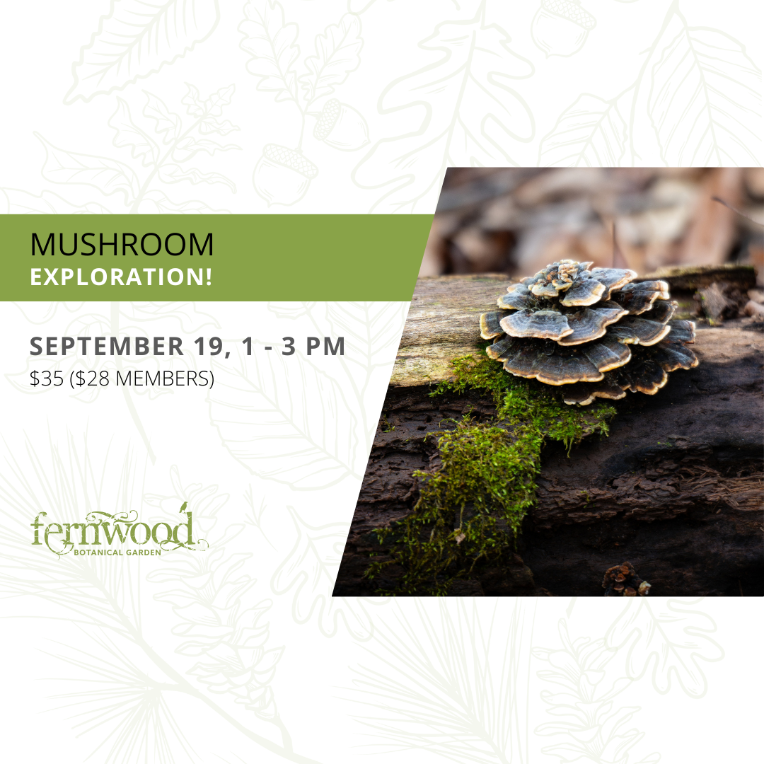 MUSHROOM EXPLORATION!