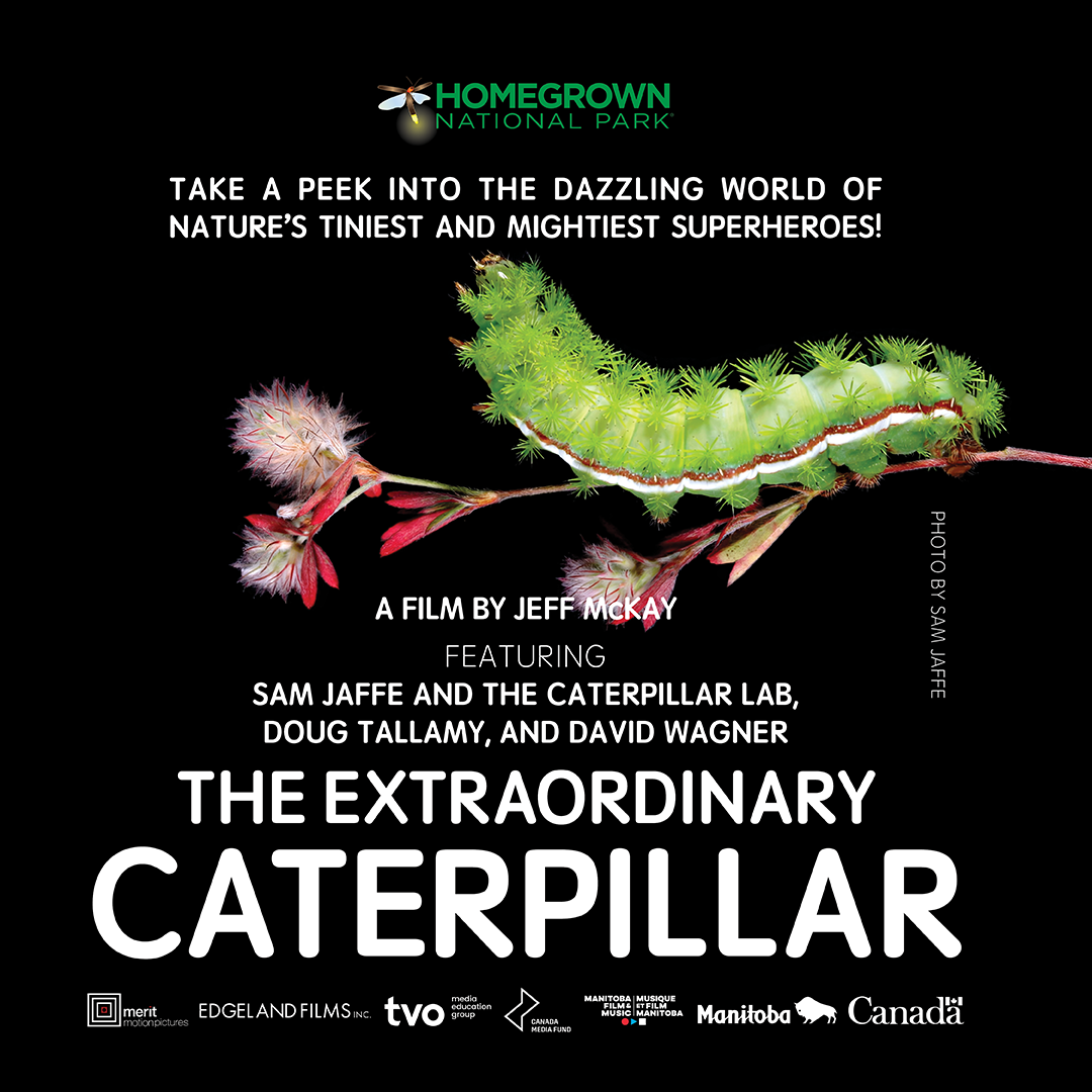 Extraordinary Caterpillar film with Chikaming Open Lands