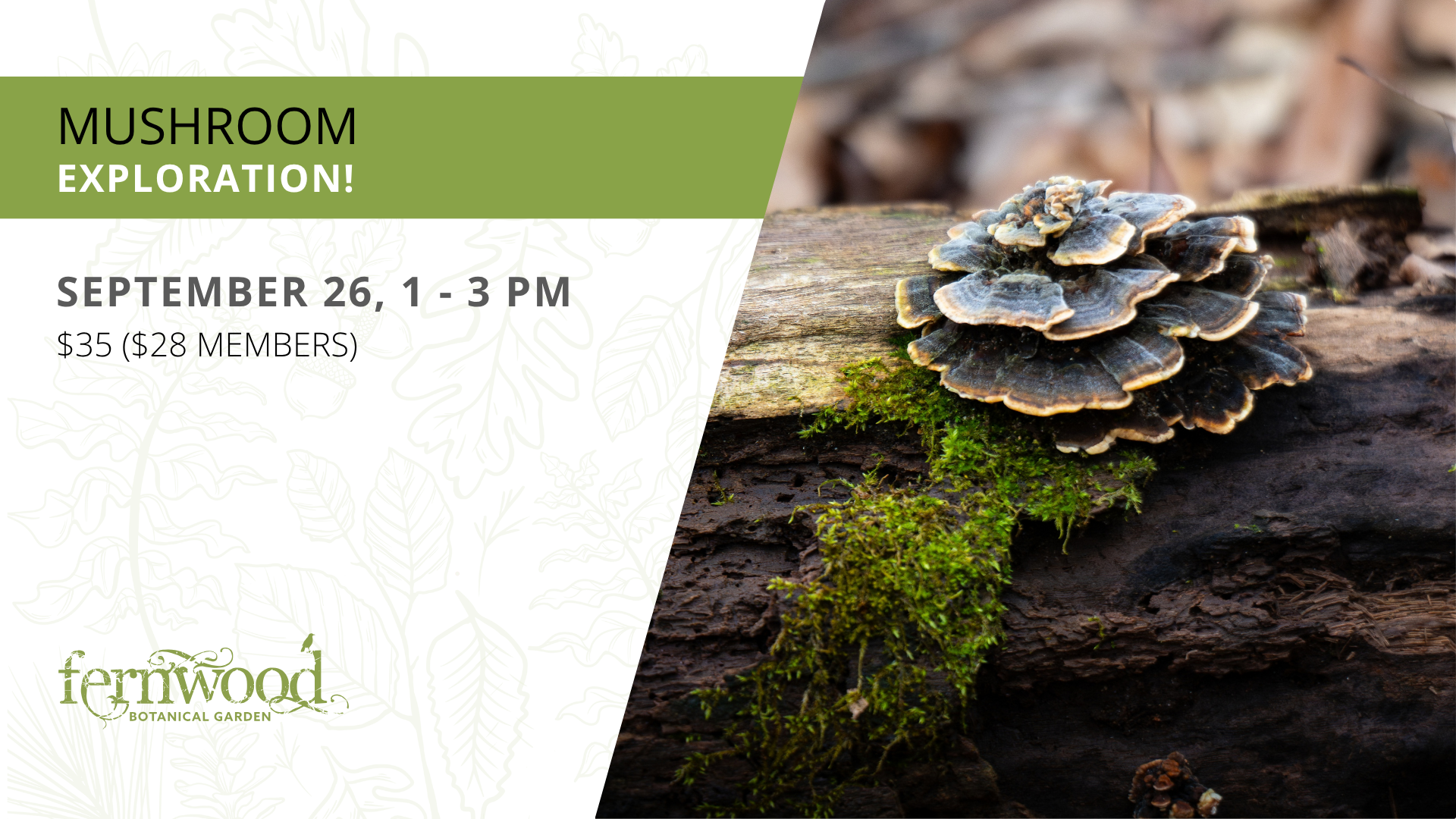 MUSHROOM EXPLORATION!