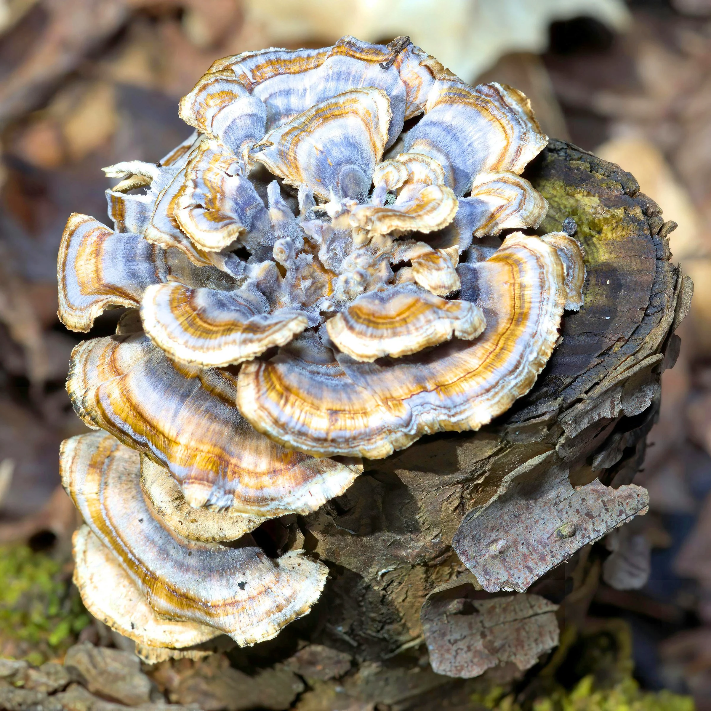 MUSHROOM EXPLORATION!