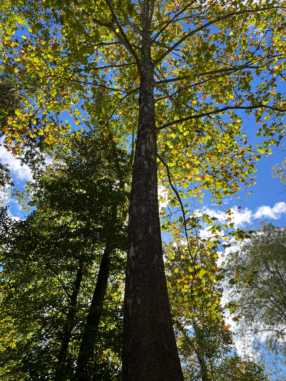 Meteor Tree Moon Tree — Fernwood Botanical Garden