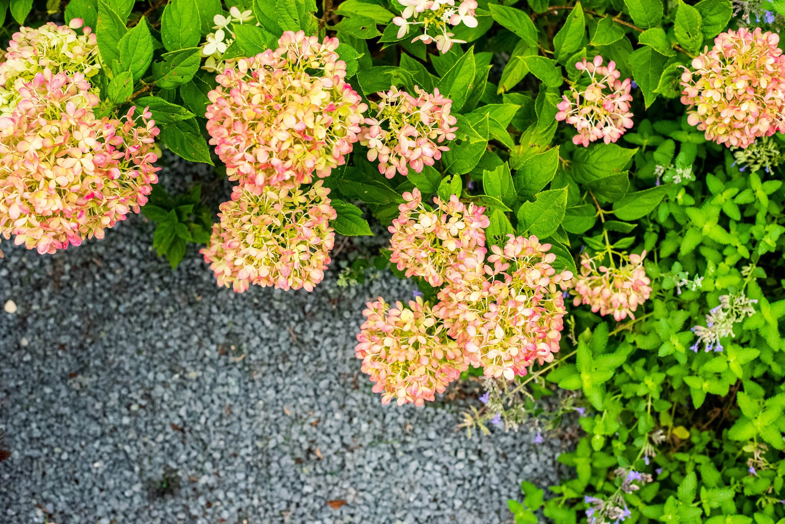 We provide a range of landscape services including Hardscapes, Outdoor Kitchens, Pergolas, Seat Walls, Fire Pits, Lawns, Landscape Lighting, Water Features, Custom Screening, Planting, Drainage Solutions, Holiday Lighting, and much more.  