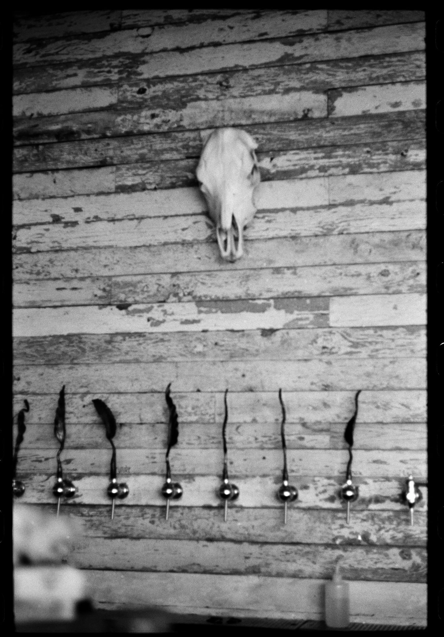 A bird skull mounted on a wooden wall above a row of metal hooks with various pointed objects hanging from them.