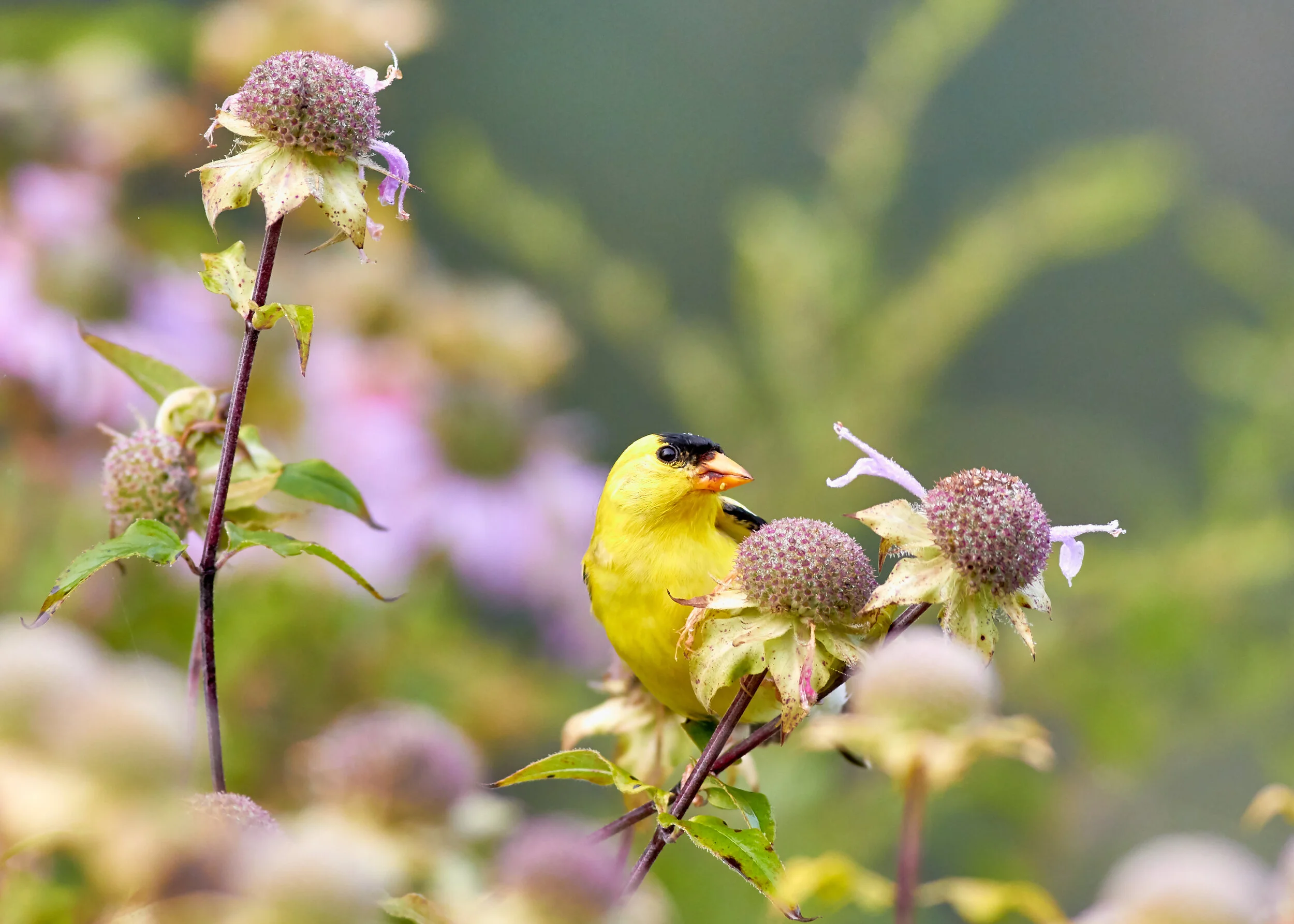 How to Encourage Wildlife into Your Garden