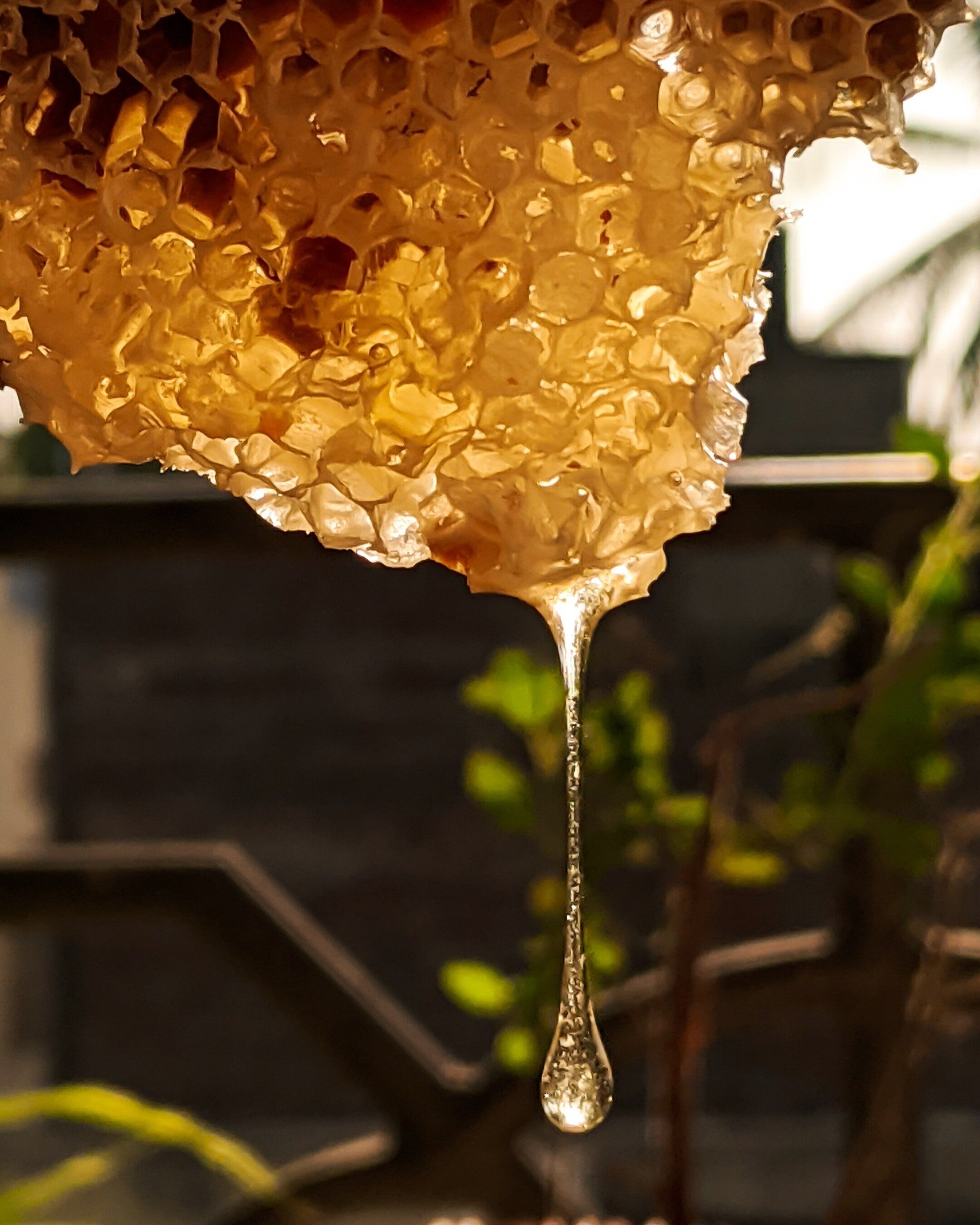 Pictured: honey comb dripping with honey.