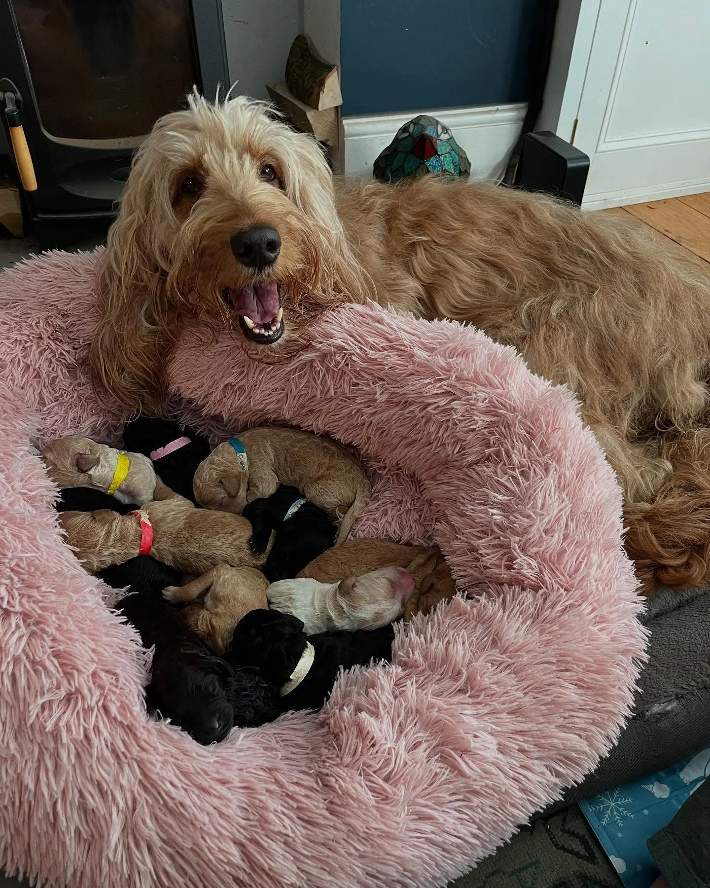 Our International Women&rsquo;s Day post has to go out to our superstar, Mag&hellip; now Mother Mag, who gave birth to TWELVE puppies this week!!! Mother Nature is a miracle and Mag is a Queen! 

7 girls in the litter and 5 boys&hellip; the girl powe