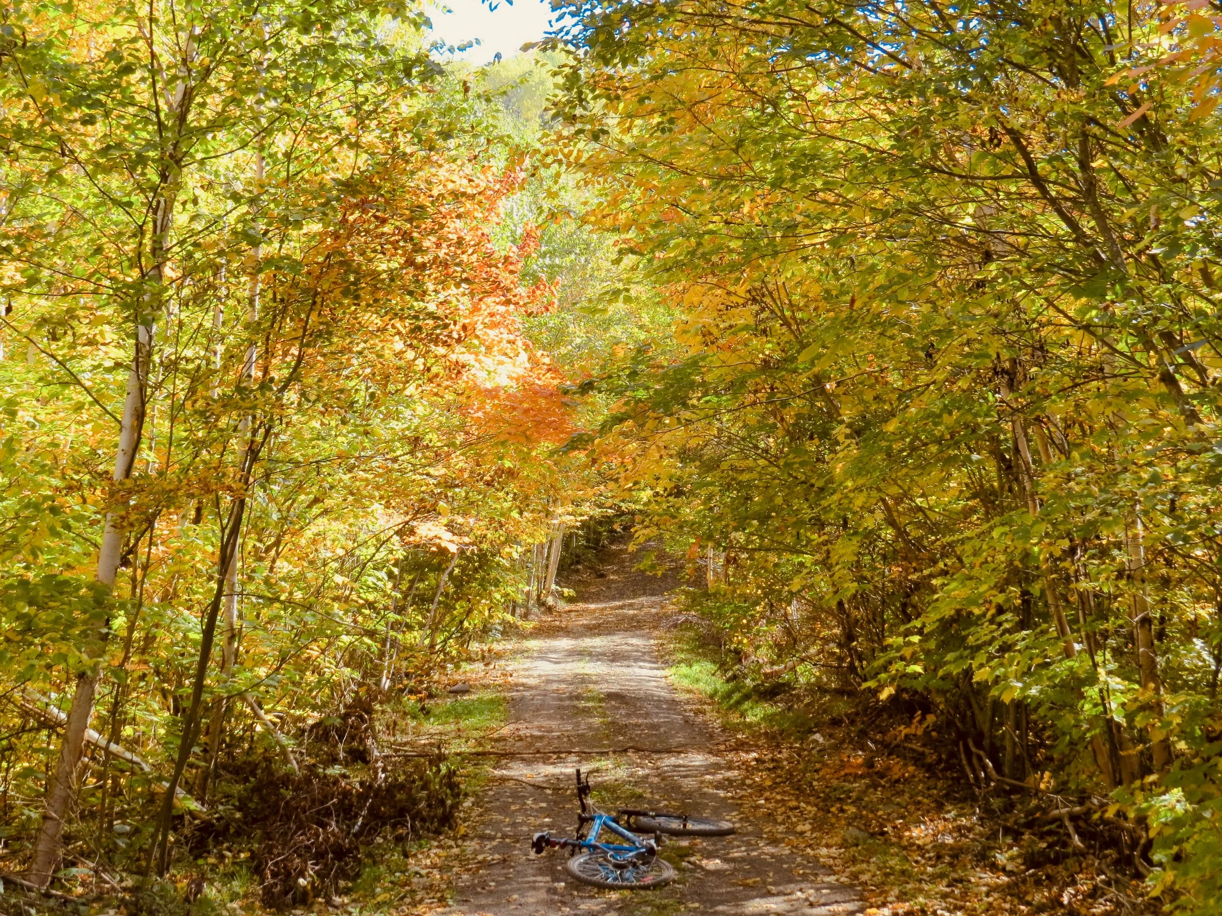 A bike lying on the floor in under a woodland canopy. Photo by Jaime Dantas on Unsplash.